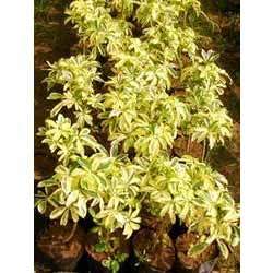 Manufacturers Exporters and Wholesale Suppliers of Ornamental Plants New Delhi Delhi